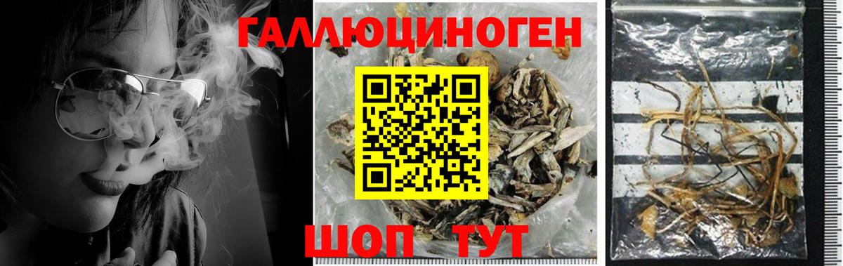 Галлюциногенные грибы Psilocybe  Вход с VPN  Когалым 